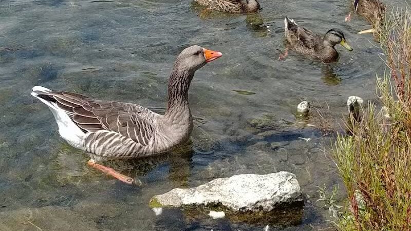 The Duck Pond - Castalia, OH