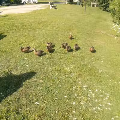 The Duck Pond - Castalia, OH