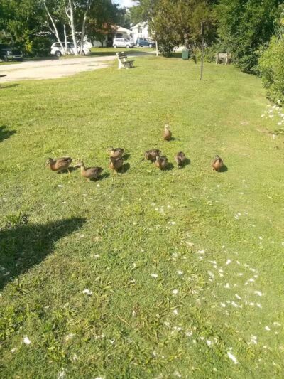 The Duck Pond - Castalia, OH