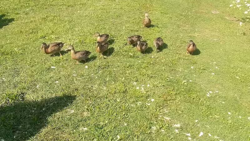 The Duck Pond - Castalia, OH