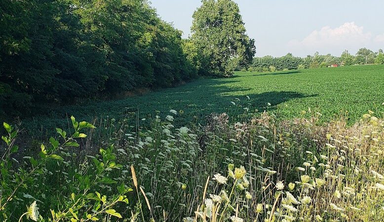 Massie Creek Soccer Park - Cedarville, OH