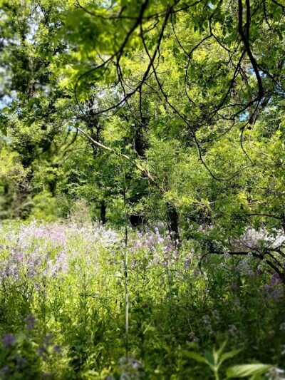 Peterson Park - Cedarville, OH