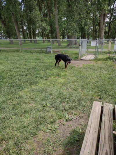 Dog Park - Celina, OH