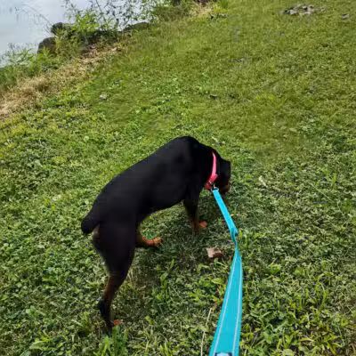 Dog Park - Celina, OH