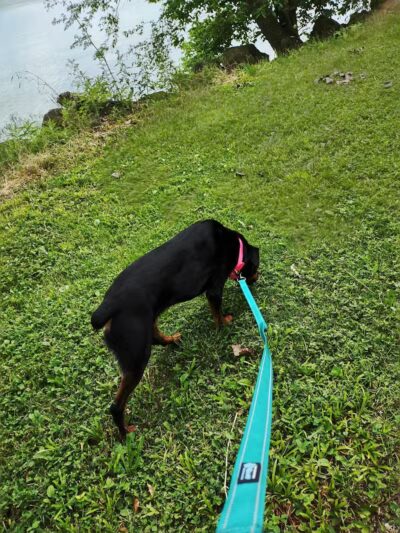 Dog Park - Celina, OH