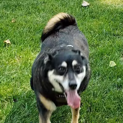 Dog Park - Celina, OH