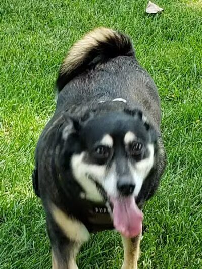 Dog Park - Celina, OH