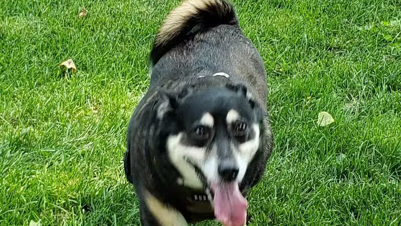 Dog Park - Celina, OH