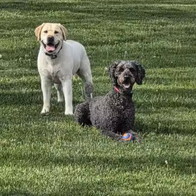 Dog Park - Celina, OH