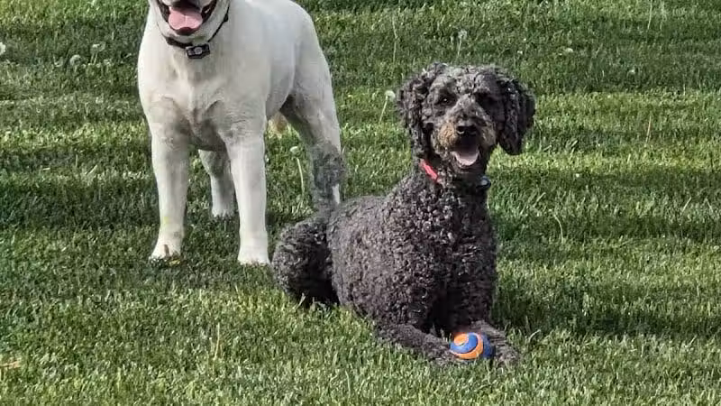 Dog Park - Celina, OH