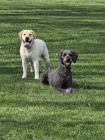 Dog Park - Celina, OH