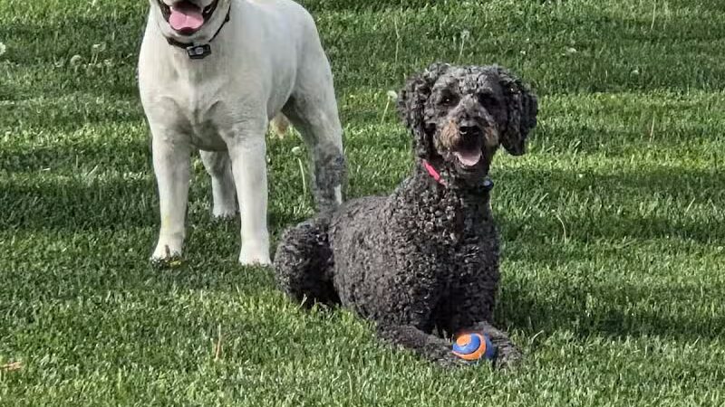 Dog Park - Celina, OH