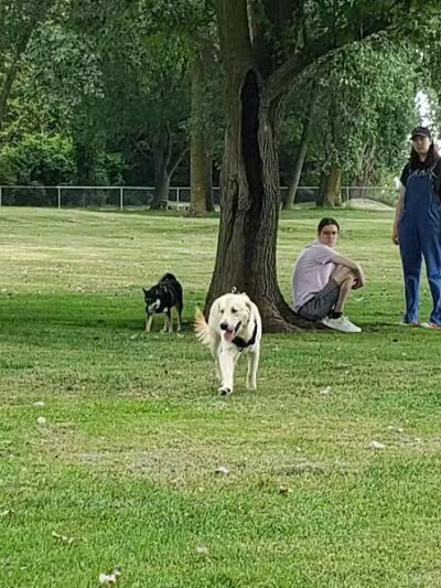 Dog Park - Celina, OH