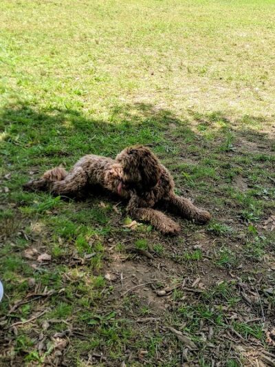 Centerville Mills Dog Park - Chagrin Falls, OH