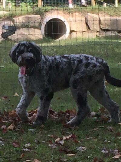 Centerville Mills Dog Park - Chagrin Falls, OH