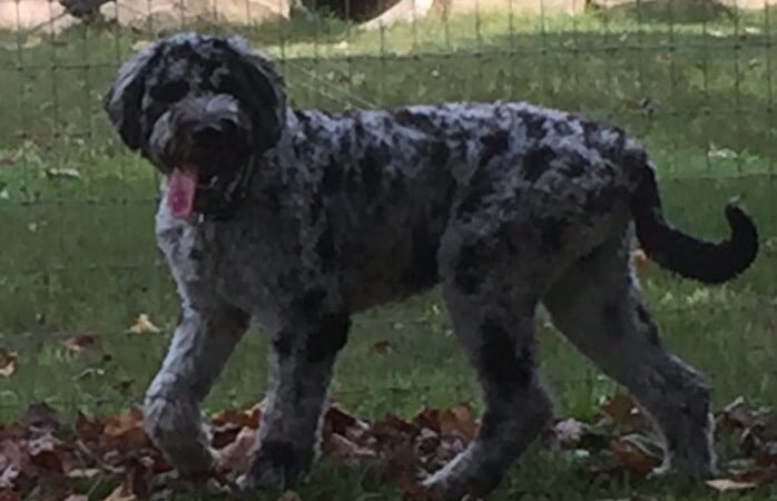 Centerville Mills Dog Park - Chagrin Falls, OH