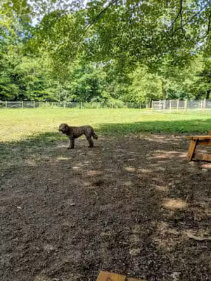 Centerville Mills Dog Park - Chagrin Falls, OH