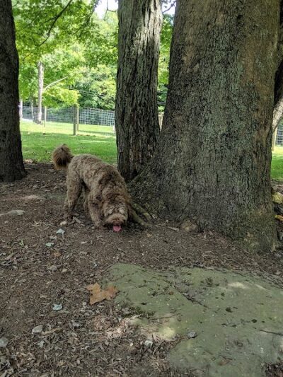 Centerville Mills Dog Park - Chagrin Falls, OH