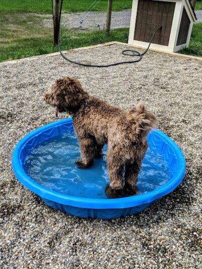 Centerville Mills Dog Park - Chagrin Falls, OH