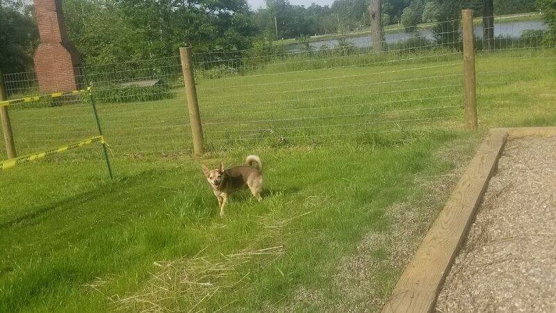 Centerville Mills Dog Park - Chagrin Falls, OH