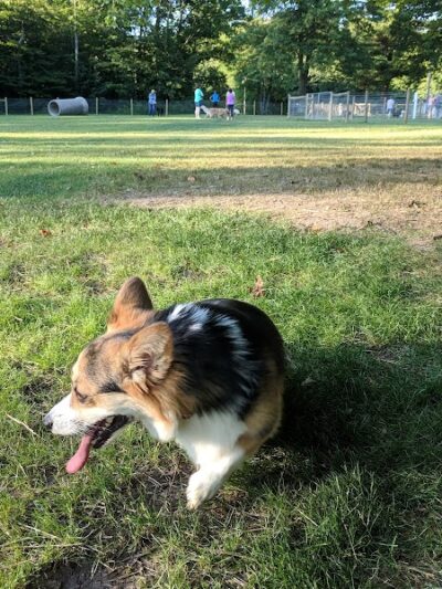Centerville Mills Dog Park - Chagrin Falls, OH