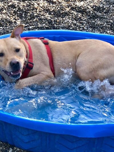 Centerville Mills Dog Park - Chagrin Falls, OH