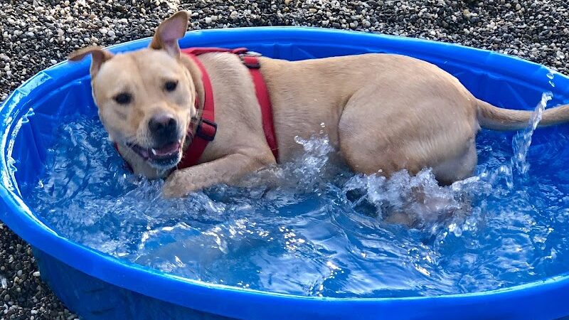 Centerville Mills Dog Park - Chagrin Falls, OH