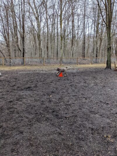 Centerville Mills Dog Park - Chagrin Falls, OH