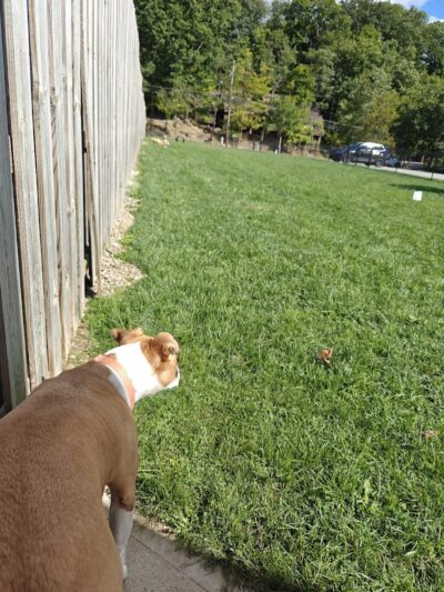 River Run Bark Park - Dog Park - Chagrin Falls, OH