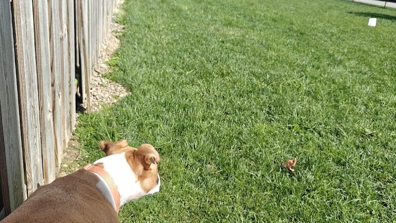 River Run Bark Park - Dog Park - Chagrin Falls, OH