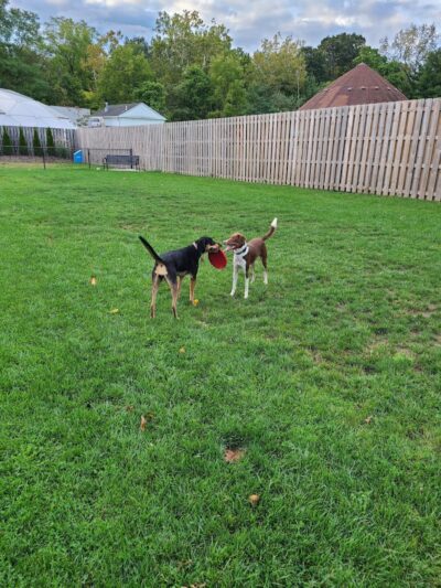 River Run Bark Park - Dog Park - Chagrin Falls, OH