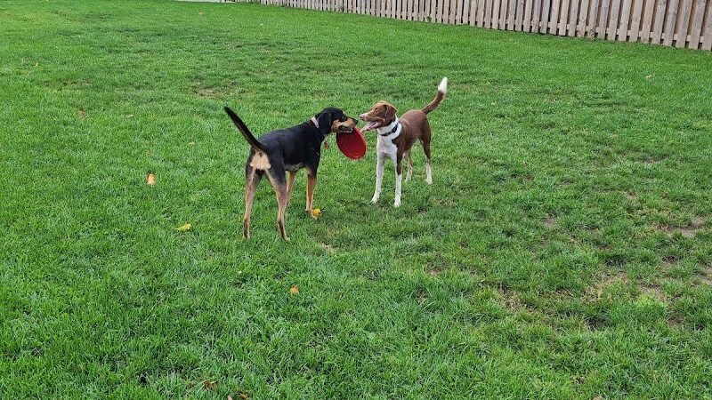 River Run Bark Park - Dog Park - Chagrin Falls, OH