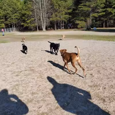 Shuffletown Dog Park - Charlotte, NC
