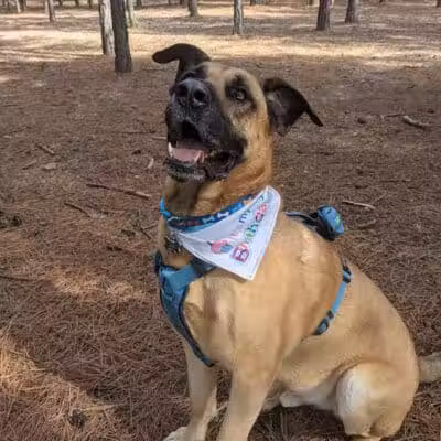 Shuffletown Dog Park - Charlotte, NC