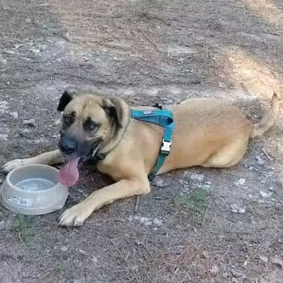 Shuffletown Dog Park - Charlotte, NC