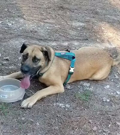 Shuffletown Dog Park - Charlotte, NC