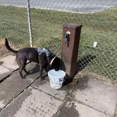 Shuffletown Dog Park - Charlotte, NC