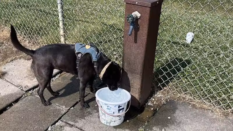 Shuffletown Dog Park - Charlotte, NC