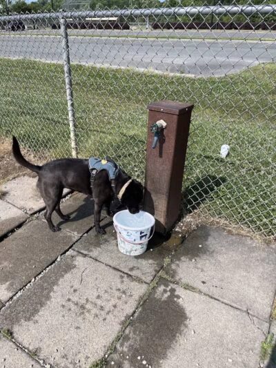Shuffletown Dog Park - Charlotte, NC