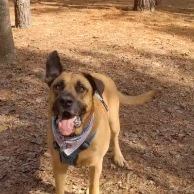 Shuffletown Dog Park - Charlotte, NC