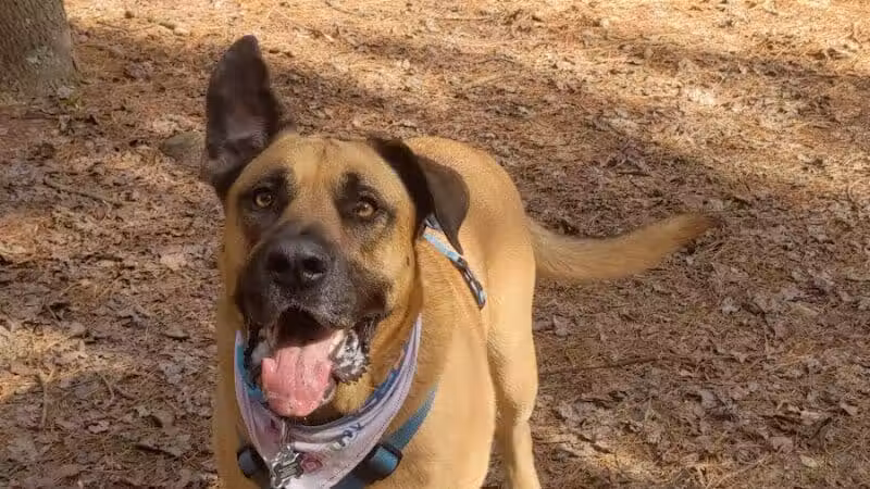 Shuffletown Dog Park - Charlotte, NC