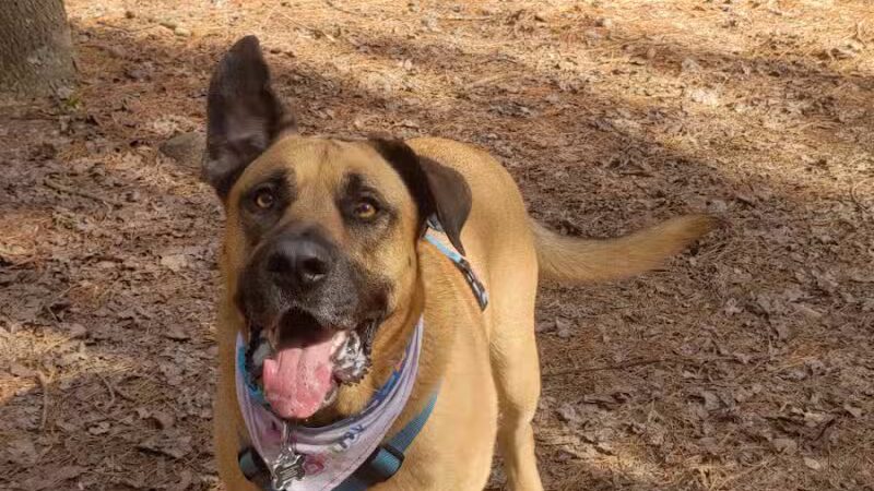 Shuffletown Dog Park - Charlotte, NC