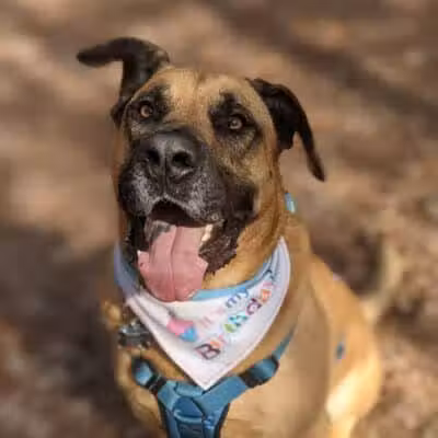 Shuffletown Dog Park - Charlotte, NC