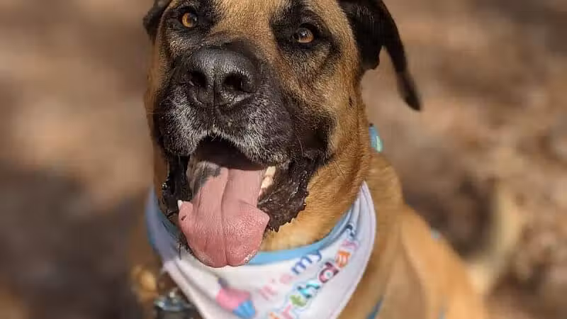 Shuffletown Dog Park - Charlotte, NC
