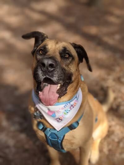 Shuffletown Dog Park - Charlotte, NC