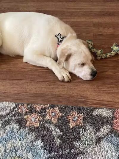 Athens County Dog Shelter - Chauncey, OH