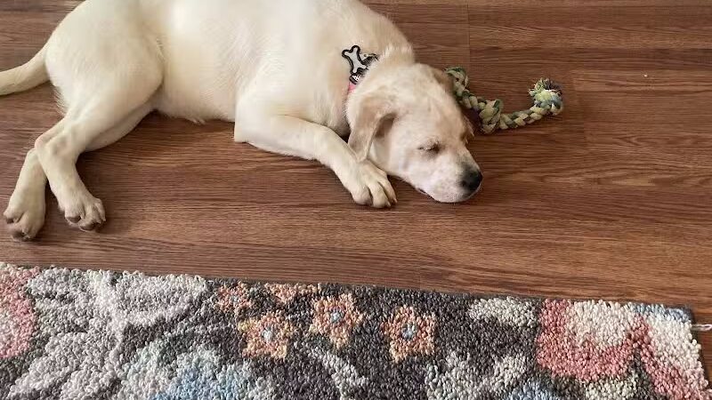 Athens County Dog Shelter - Chauncey, OH