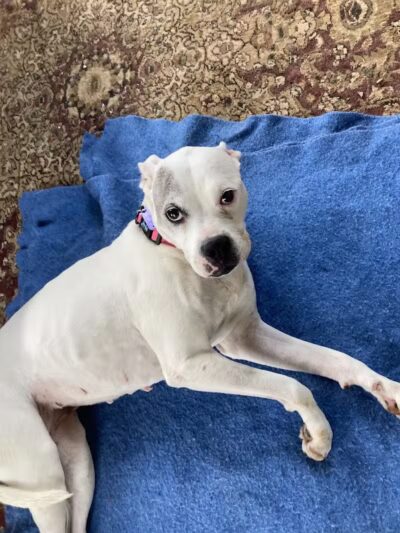 Athens County Dog Shelter - Chauncey, OH