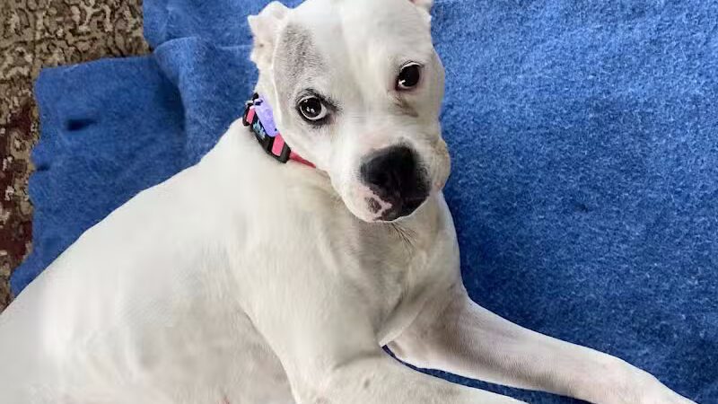 Athens County Dog Shelter - Chauncey, OH