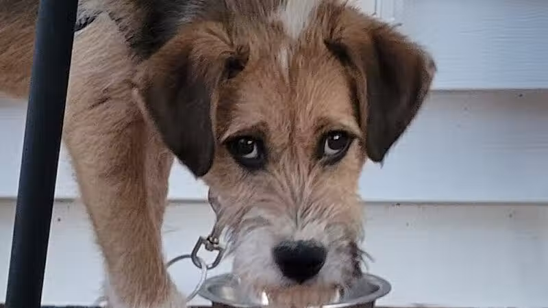Athens County Dog Shelter - Chauncey, OH